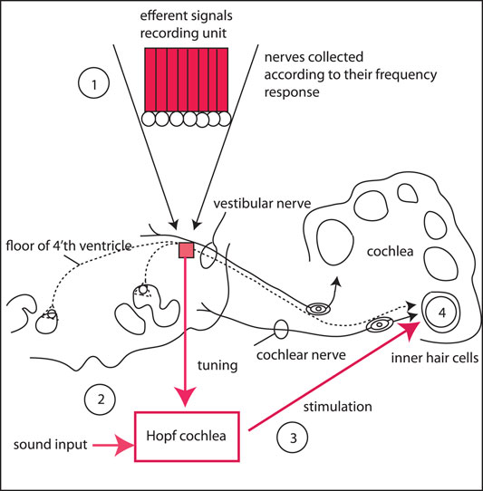 Why Hearing Aids Fail and How to Solve This